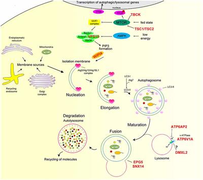 Emerging Role of the Autophagy/Lysosomal Degradative Pathway in Neurodevelopmental Disorders With Epilepsy